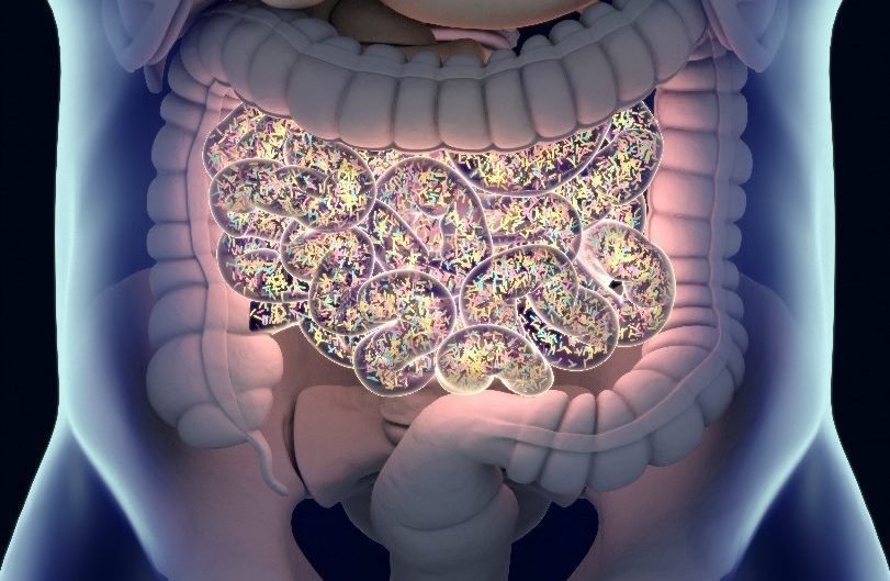 The Gut Microbiome & Longevity